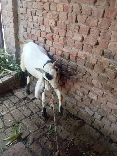 ma shallah khasi bakra