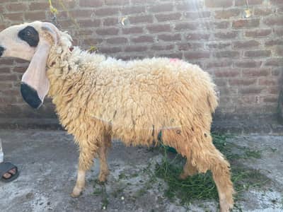 qurbani for sale