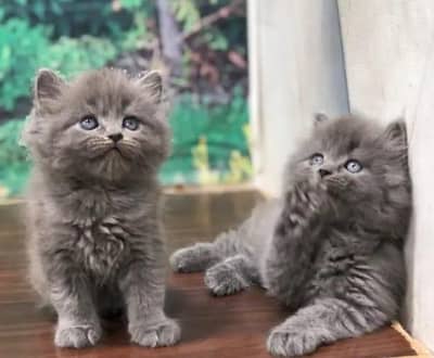 gree kitten tripal caot