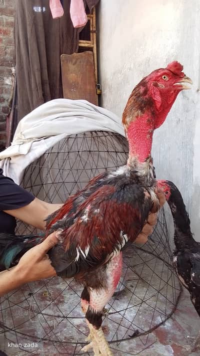 Pakistani or Thai crose