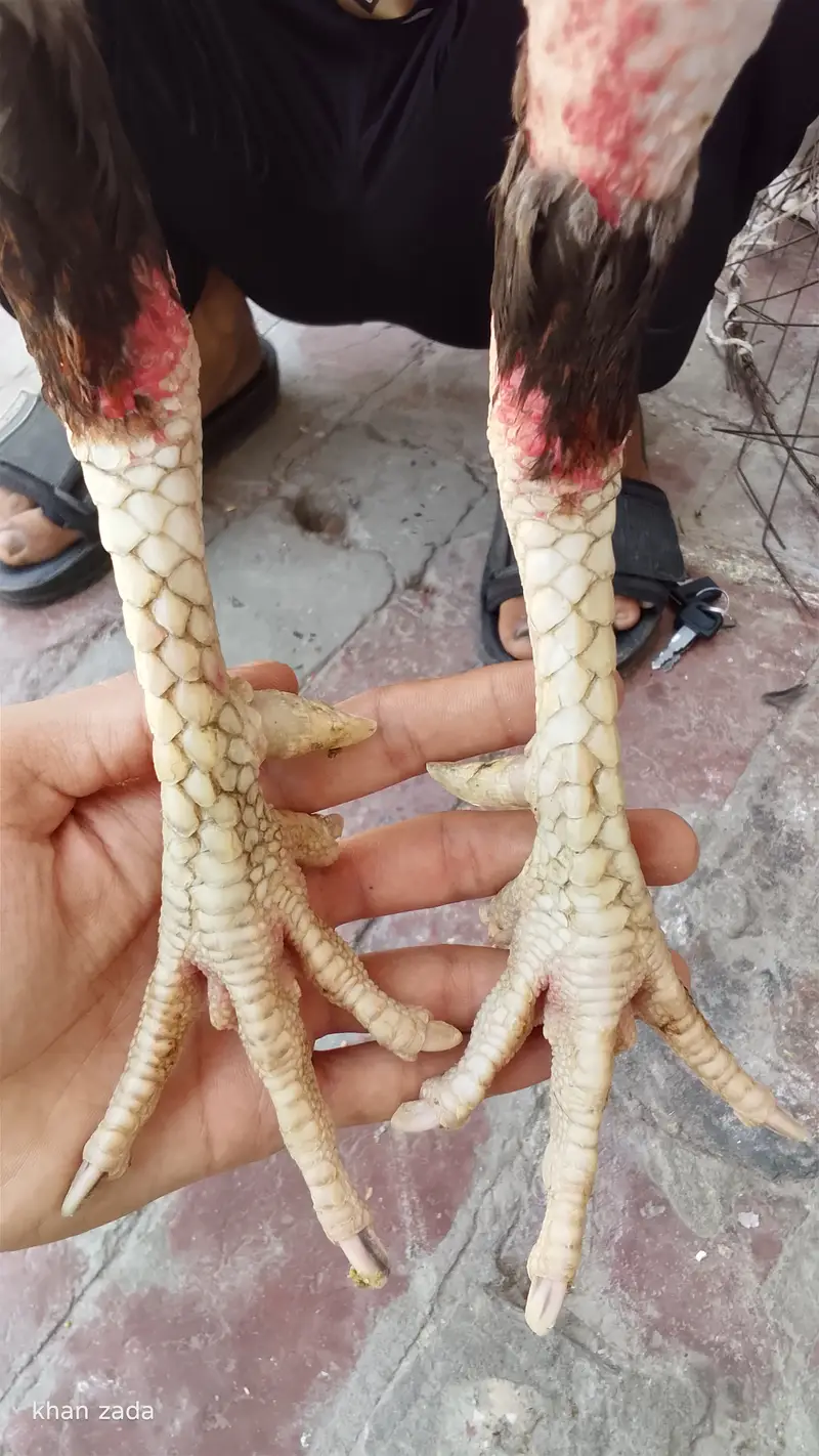 Pakistani or Thai crose — photo 3