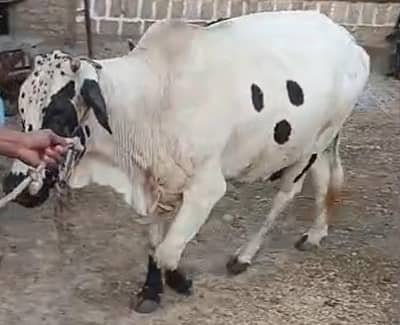Cow for sell 8 to 9 man weight