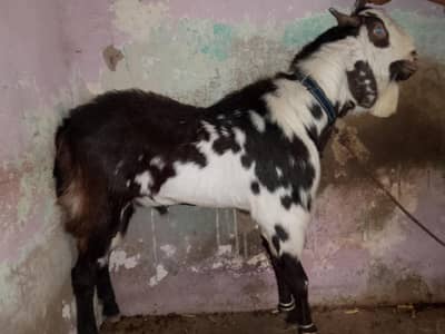 Ando Bakra qurbanni 2026