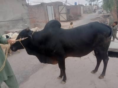 qurbani bashra , bull ,