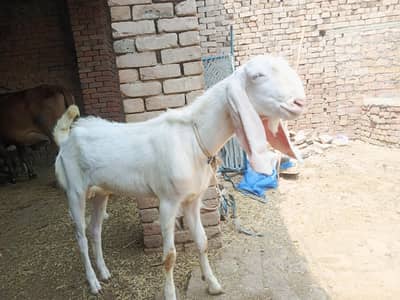 Pure Mamadpur