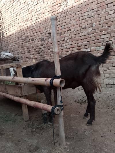 Heavy Qurbani Bakra Beautiful White Bakra