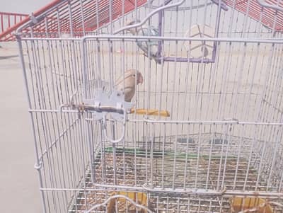 french love birds