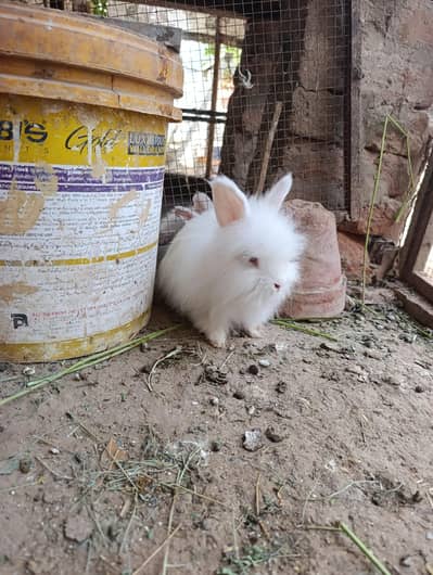 English angoraa rabbit 3 bunny