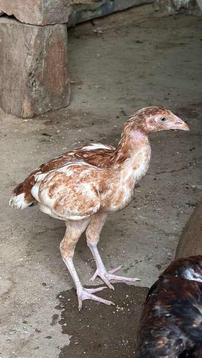 Aseel Chiks