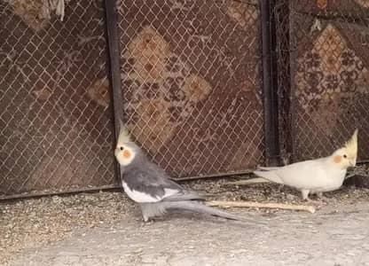 cocktail pair