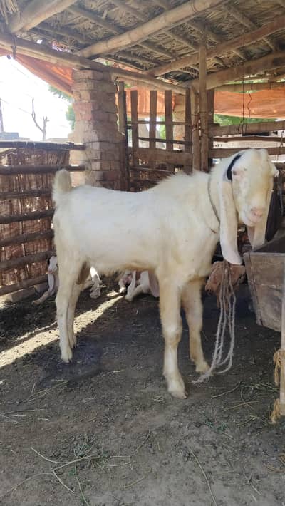 qurbani goat