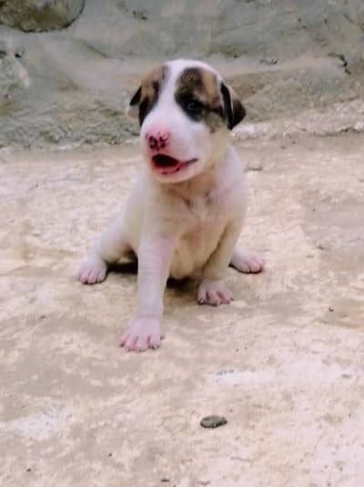 bully gultair female puppy for sale