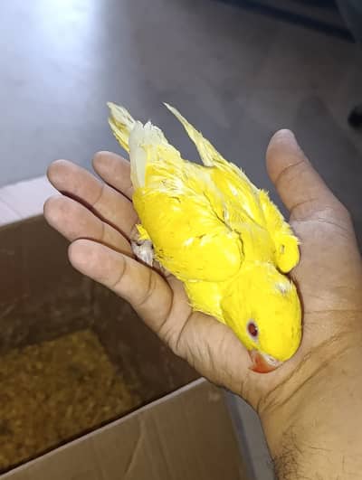 Near to self Baby Parrot pair…