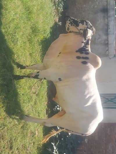 bulls cows and vehri