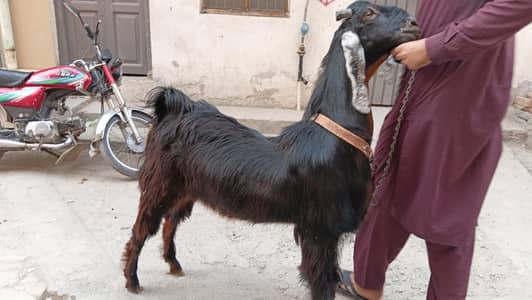 Nachi nasal ka donda bkra 60 kg plus for sale 03024894247
