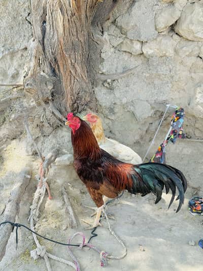 Murgha Pair for Sale
