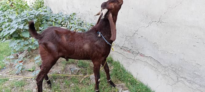 qurbani bakra 2 dant for sale