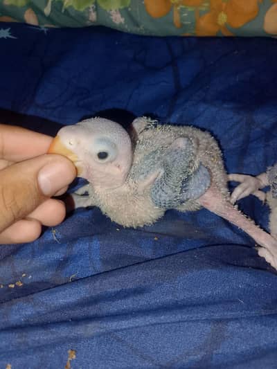 raw parrot
