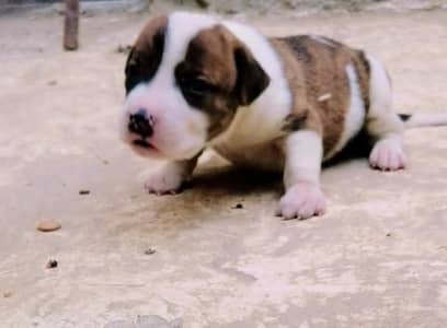 bully  gultair male puppy available for sale