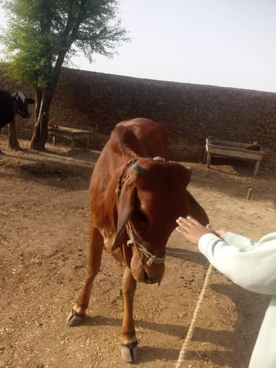 cow for sell