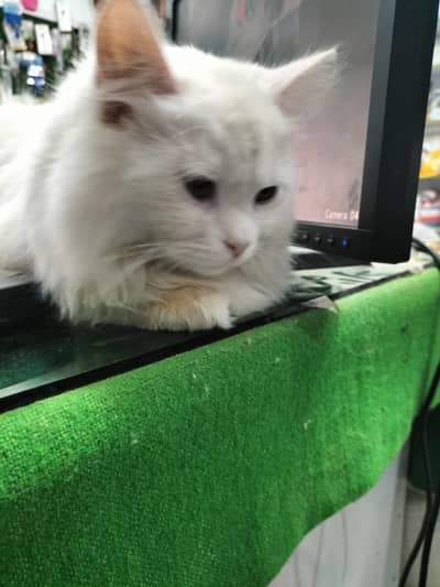 Persian cat available, vaccinated , toilet trained, freindly