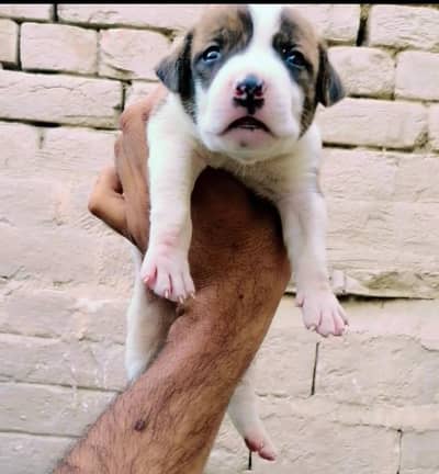 bully gultair male puppy