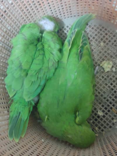 Ring Neck Parrot for Sale