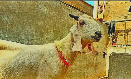 bakra khassi 2 dant meat weght 12kg