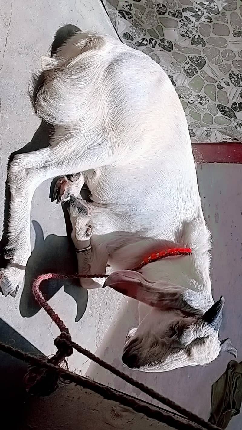 bakra khassi 2 dant 2 bakray 1
