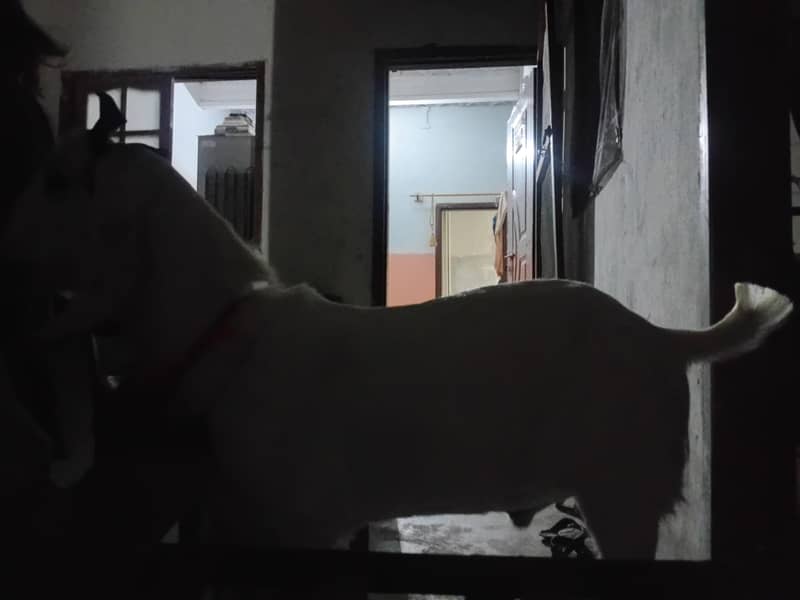 bakra khassi 2 dant 2 bakray 2