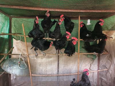 all healthy male