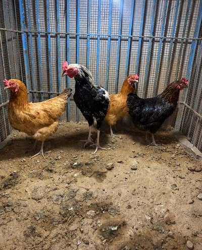 3 Golden hens and 1 aseel desi cross rooster