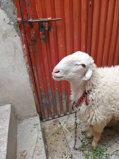 bakra eid special
