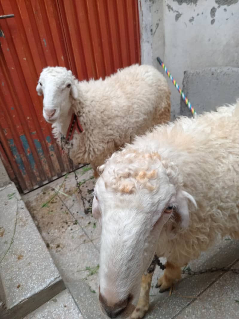 bakra eid special 2