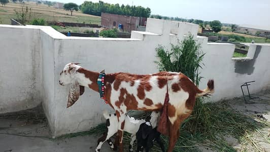 goats for sale 2 female
