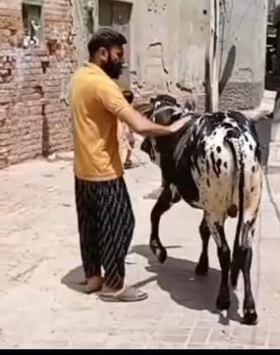 قربانی کے جانور ڈسکاونٹ ریٹ پر حاصل کرے