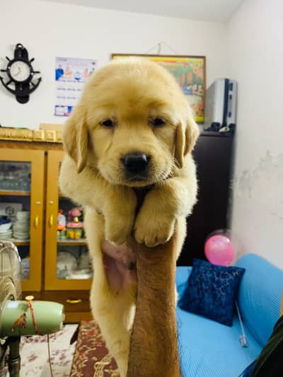 male puppy