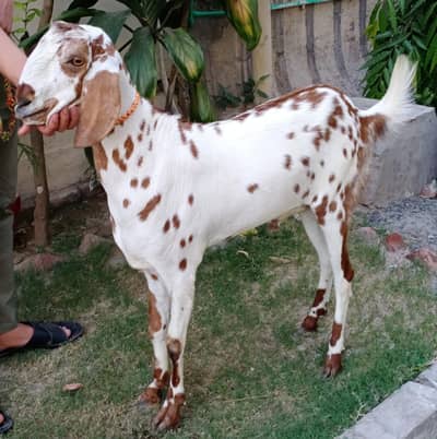 Bakra | Goat | Sheep | Dumba | Qurbani 2026