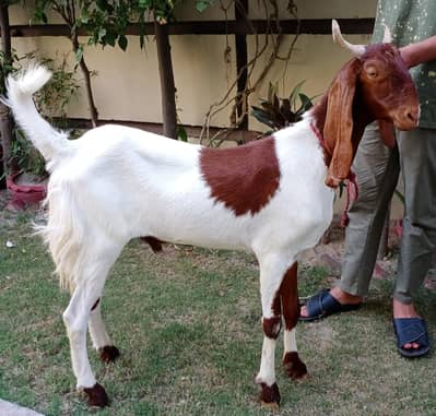 Bakra | Goat | Sheep | Dumba | Qurbani 2026