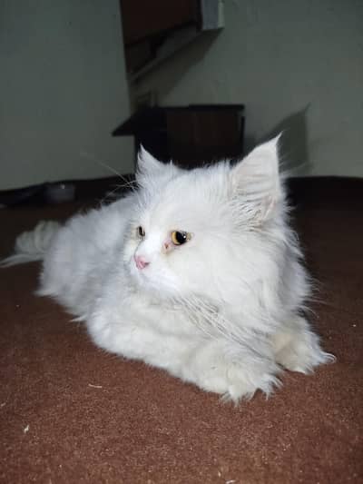 White Persian Cat for Sale | Healthy & Fluffy