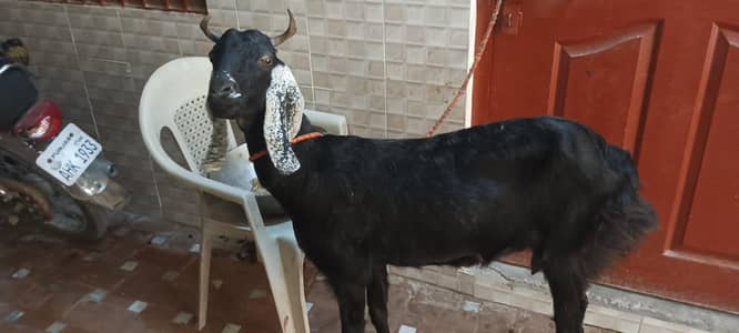 Dondi Path for Sale in MULTAN