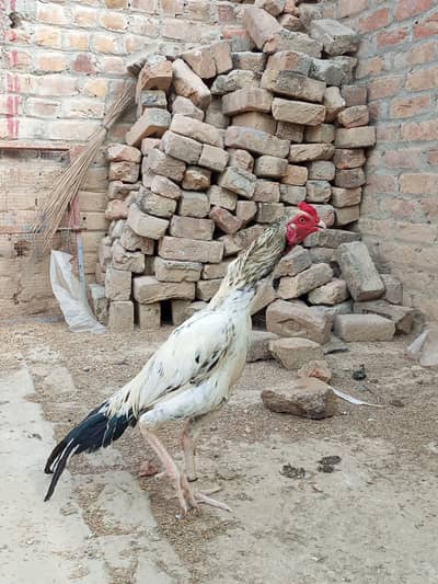 aseel murga for sale
