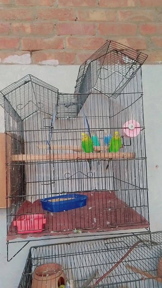 breedar pair 13