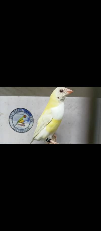 satin split blue female available
