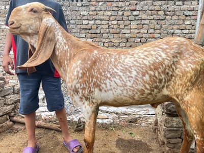 Bakra male goat  for qurbani available