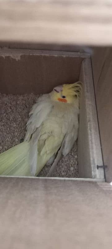 cocktail for sale