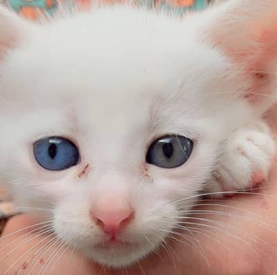persian cat