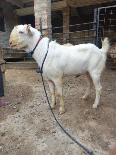 Bakra