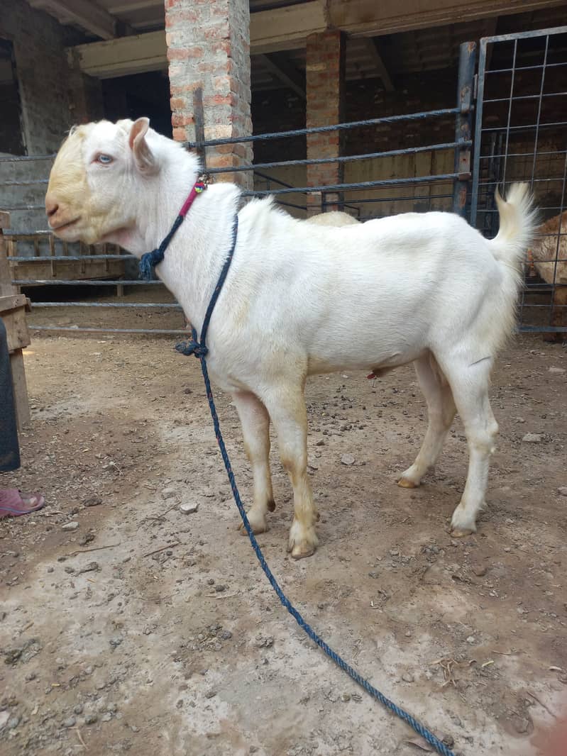 Bakra 0
