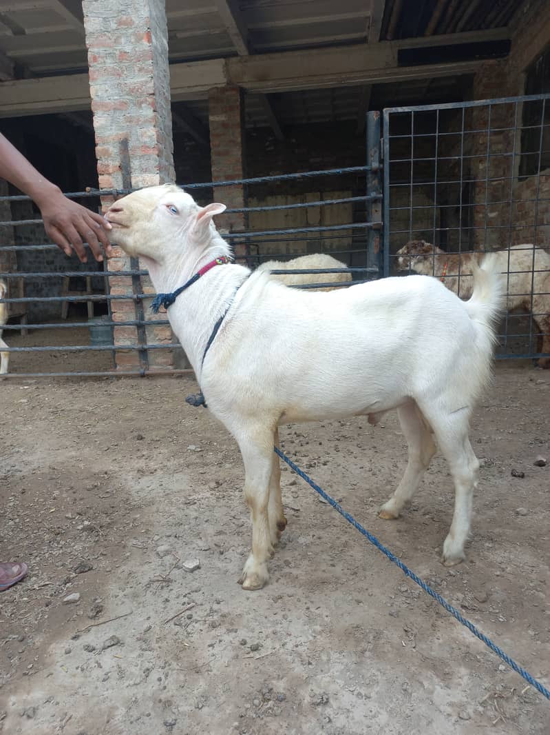 Bakra 1
